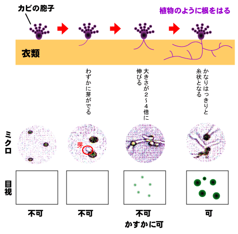 カビの防止術 衣服を保管する 埼玉県クリーニング生活衛生同業組合 ホームページ