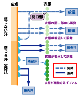 汗の放出過程